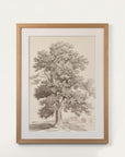 European Ash II