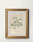 Wild Leaves Study