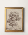 English Oak II