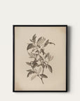 New Zealand Fuchsia