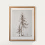 Pines Study II