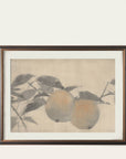 Nectarine Study