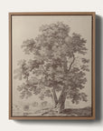 European Ash I