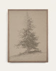 European Pine Study II
