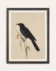 Black Raven