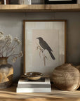 Black Raven