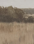 field of tall grass with trees in the background