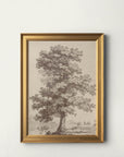 English Oak I