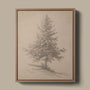 European Pine Study I