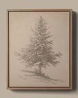 European Pine Study I