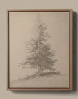 European Pine Study II