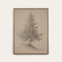 European Pine Study I